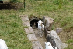 ambulatour-06-von-festus-1135