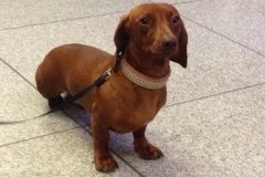 brauereidackel-extincti