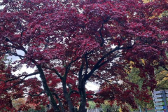 20211031_153954_800x369