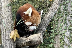 DD5D8B15-D28C-462A-9865-95A577123A58_800x267